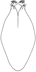 catatonus
